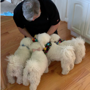 Woz gives the dogs their birthday presents. 
